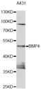 Bone Morphogenetic Protein 4 antibody, LS-C746735, Lifespan Biosciences, Western Blot image 