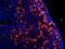 Bone Morphogenetic Protein 2 antibody, orb182463, Biorbyt, Immunofluorescence image 
