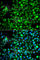 Nucleoside diphosphate kinase B antibody, A7443, ABclonal Technology, Immunofluorescence image 