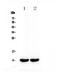 Secretoglobin Family 1A Member 1 antibody, A02201-1, Boster Biological Technology, Western Blot image 