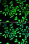 Cell Cycle And Apoptosis Regulator 2 antibody, LS-C346240, Lifespan Biosciences, Immunofluorescence image 