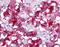 Vasoactive intestinal polypeptide receptor 1 antibody, MBS395971, MyBioSource, Immunohistochemistry frozen image 