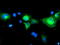 Schwannomin-interacting protein 1 antibody, TA504470, Origene, Immunofluorescence image 