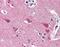Neurosecretory protein VGF antibody, orb88324, Biorbyt, Immunohistochemistry paraffin image 