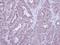HCLS1 Associated Protein X-1 antibody, NBP1-31647, Novus Biologicals, Immunohistochemistry frozen image 