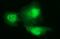 Proteasomal ATPase-associated factor 1 antibody, NBP2-46309, Novus Biologicals, Immunofluorescence image 