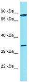 Fibulin 7 antibody, TA335376, Origene, Western Blot image 