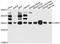 JunD Proto-Oncogene, AP-1 Transcription Factor Subunit antibody, abx126030, Abbexa, Western Blot image 