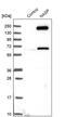 Nuclear Autoantigenic Sperm Protein antibody, PA5-56493, Invitrogen Antibodies, Western Blot image 