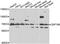 Zinc Finger Protein 169 antibody, orb248017, Biorbyt, Western Blot image 