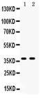 Adenosylmethionine Decarboxylase 1 antibody, PA5-78767, Invitrogen Antibodies, Western Blot image 