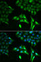 Acyl-CoA Dehydrogenase Short Chain antibody, 13-328, ProSci, Immunofluorescence image 