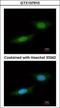 Serine/threonine-protein kinase NLK antibody, GTX107910, GeneTex, Immunofluorescence image 