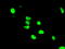 Aryl hydrocarbon receptor nuclear translocator antibody, TA501149, Origene, Immunofluorescence image 