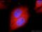 Glutathione S-transferase P 1 antibody, 15902-1-AP, Proteintech Group, Immunofluorescence image 