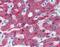 Hf1 antibody, ab118820, Abcam, Immunohistochemistry paraffin image 