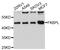 FKBP Prolyl Isomerase Like antibody, STJ26957, St John