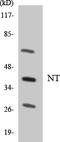 Neurotrimin antibody, LS-C200287, Lifespan Biosciences, Western Blot image 