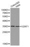 U2 Small Nuclear RNA Auxiliary Factor 1 antibody, PA5-76668, Invitrogen Antibodies, Western Blot image 