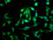 Leucine Zipper And EF-Hand Containing Transmembrane Protein 1 antibody, LS-C673710, Lifespan Biosciences, Immunofluorescence image 