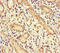 Guanylate Cyclase 1 Soluble Subunit Alpha 1 antibody, orb41849, Biorbyt, Immunohistochemistry paraffin image 