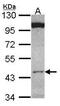 Clusterin Associated Protein 1 antibody, PA5-28519, Invitrogen Antibodies, Western Blot image 