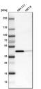 Sterol O-acyltransferase 1 antibody, HPA004428, Atlas Antibodies, Western Blot image 
