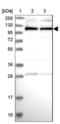 Cactin, Spliceosome C Complex Subunit antibody, NBP1-86678, Novus Biologicals, Western Blot image 