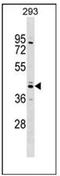 Sex Hormone Binding Globulin antibody, AP53907PU-N, Origene, Western Blot image 