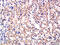 Solute Carrier Family 7 Member 9 antibody, GTX50993, GeneTex, Immunohistochemistry paraffin image 