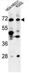 Thrombospondin Type Laminin G Domain And EAR Repeats antibody, AP50586PU-N, Origene, Western Blot image 