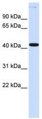 Y-box-binding protein 2 antibody, TA335579, Origene, Western Blot image 