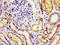 Atrial natriuretic peptide receptor 3 antibody, LS-C669750, Lifespan Biosciences, Immunohistochemistry paraffin image 