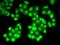 Deoxyribonuclease-1 antibody, PA5-76783, Invitrogen Antibodies, Immunofluorescence image 