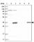 HAUS Augmin Like Complex Subunit 4 antibody, HPA029803, Atlas Antibodies, Western Blot image 