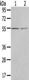Chordin Like 1 antibody, CSB-PA584727, Cusabio, Western Blot image 