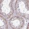 Sperm-Tail PG-Rich Repeat Containing 4 antibody, NBP2-38676, Novus Biologicals, Immunohistochemistry paraffin image 