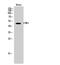 Carboxypeptidase A1 antibody, A05985, Boster Biological Technology, Western Blot image 