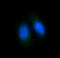 Forkhead Box O4 antibody, M01819-1, Boster Biological Technology, Immunofluorescence image 
