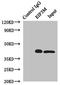 Eukaryotic translation initiation factor 3 subunit M antibody, LS-C675704, Lifespan Biosciences, Immunoprecipitation image 