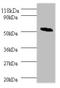 Stromelysin-2 antibody, orb238978, Biorbyt, Western Blot image 