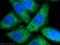 Keratin 17 antibody, 22230-1-AP, Proteintech Group, Immunofluorescence image 
