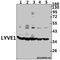 Lymphatic Vessel Endothelial Hyaluronan Receptor 1 antibody, A04027, Boster Biological Technology, Western Blot image 