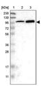 Jade Family PHD Finger 1 antibody, PA5-54124, Invitrogen Antibodies, Western Blot image 