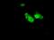 Annexin A1 antibody, GTX84886, GeneTex, Immunofluorescence image 