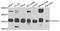Ubiquitin C-Terminal Hydrolase L5 antibody, A7978, ABclonal Technology, Western Blot image 