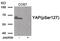 Yes Associated Protein 1 antibody, 80-002, ProSci, Western Blot image 