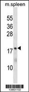 Methenyltetrahydrofolate Synthetase antibody, 60-002, ProSci, Western Blot image 