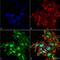 Autophagy Related 2A antibody, LS-C775465, Lifespan Biosciences, Immunocytochemistry image 
