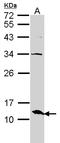 ERH MRNA Splicing And Mitosis Factor antibody, LS-C185435, Lifespan Biosciences, Western Blot image 